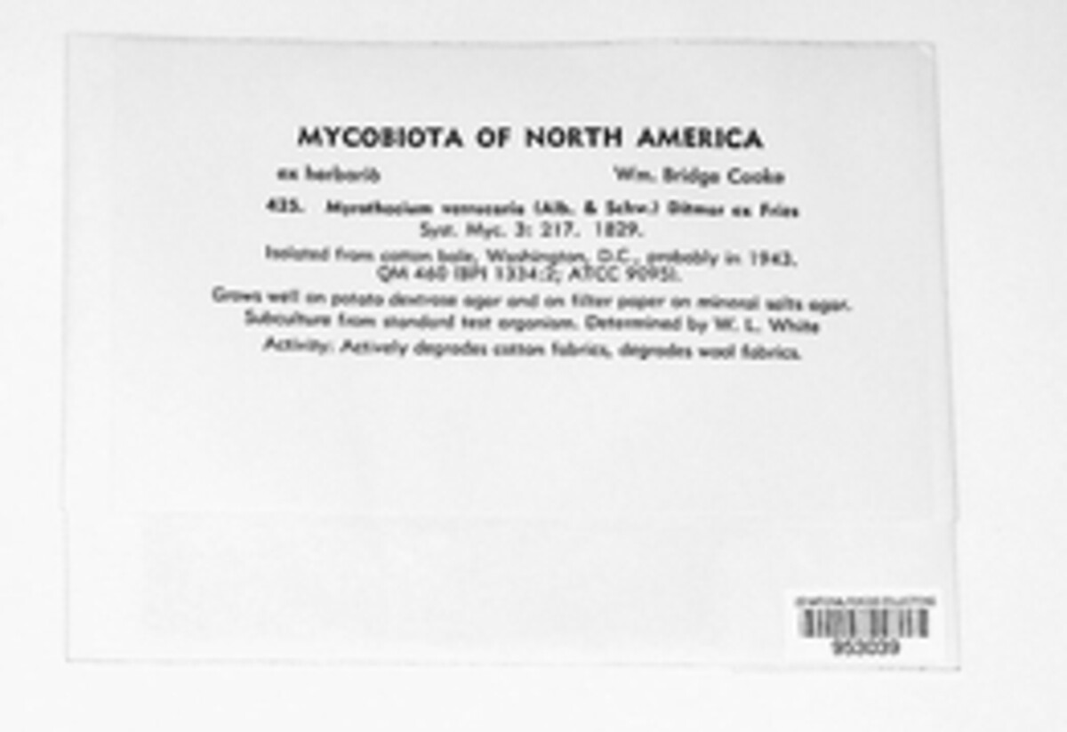 Albifimbria verrucaria image